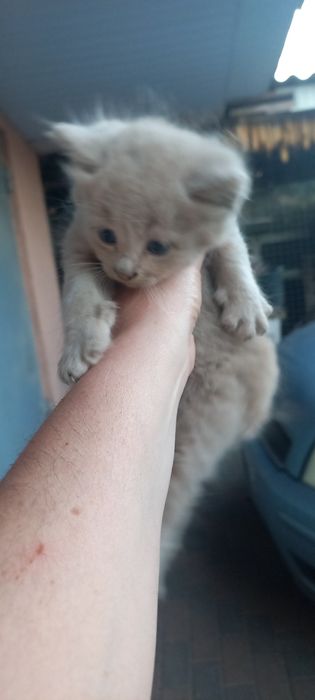 Кошенятка безкоштовно