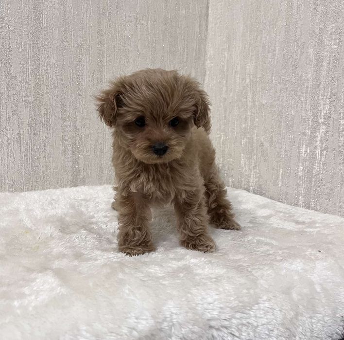 Мальтіпу темного кольору дівчинка