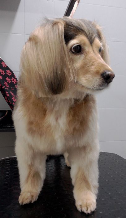 Грумінг собак, котів. Виїзд додому.