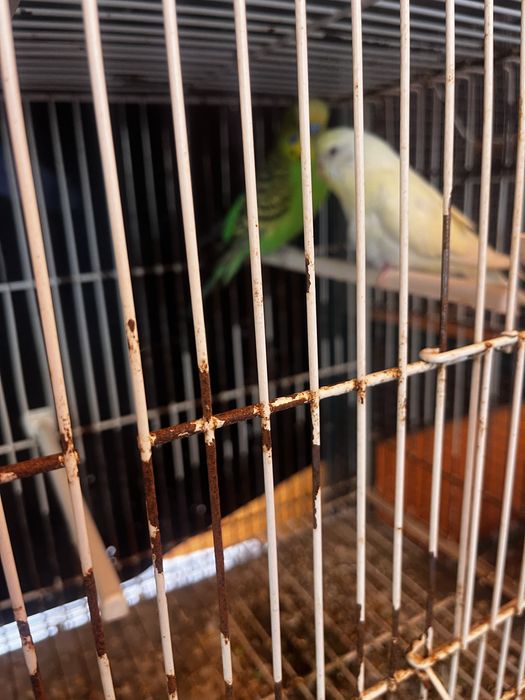 Varias aves para novo lar