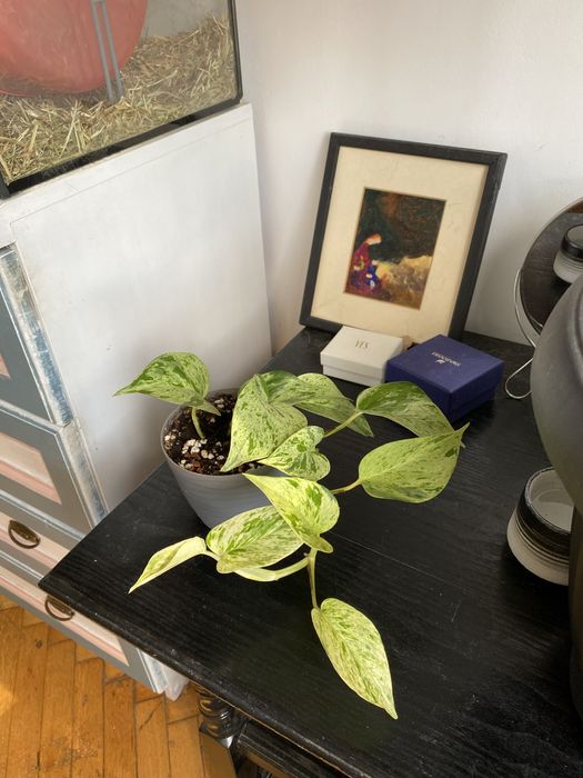 Epipremnum snow queen