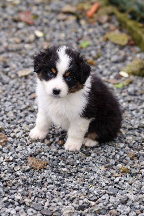 Pastor australiano com LOP/affixo