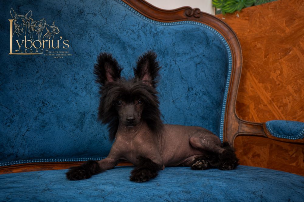 Chinese Crested Dog Hairless