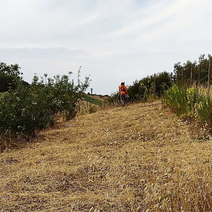 Serviços de limpeza de matos