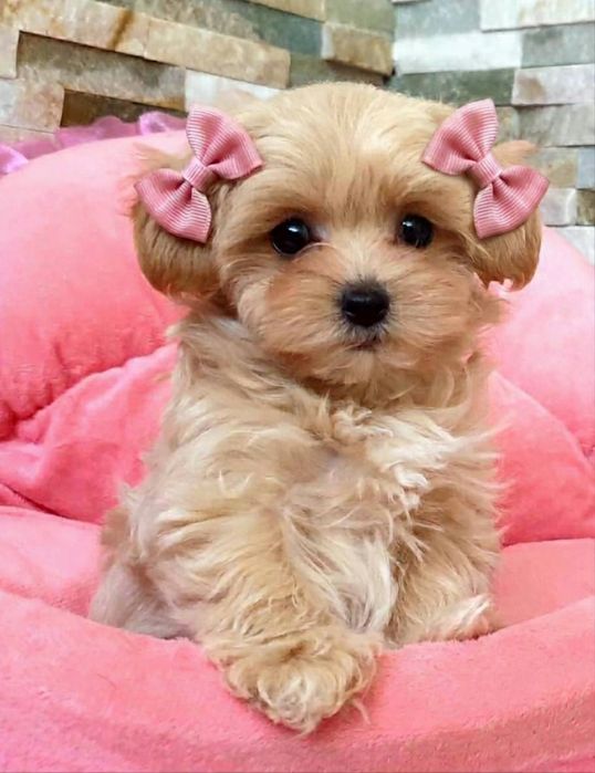 Maltipoo słodkie urwisy xxs