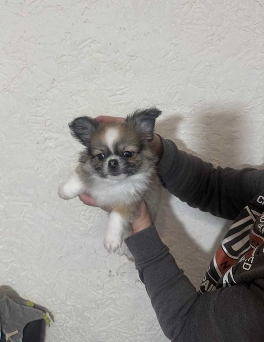 Довгошерста дівчинка- красуня.