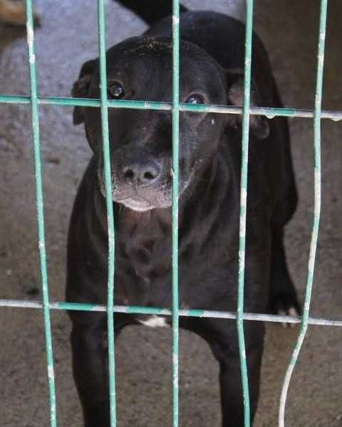 TÉO (Macho, 6 Anos, xBull Terrier) Para Adoção