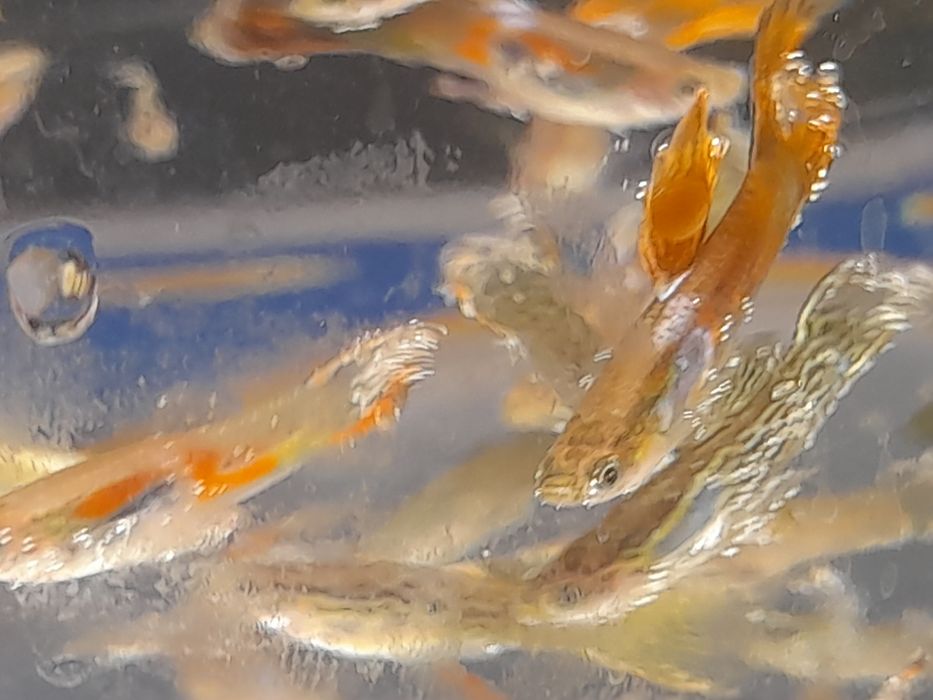 Продж акваріумних рибок гуппі опром і в роздріб