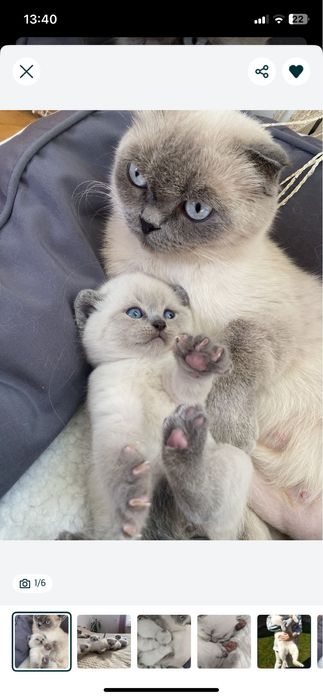 Шотландські кошенята скотіш стрейт