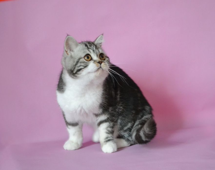 Шотландський велетень