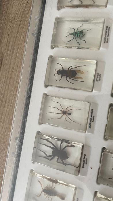 Owady kolekcja z gazetkami