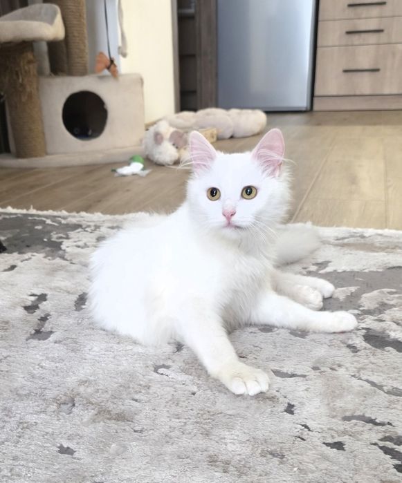 Подарую   котика