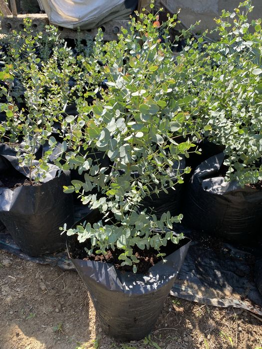 Eucalyptus Gunni (Gum) - Евкаліпт Гунні Гунни Ганна деревья