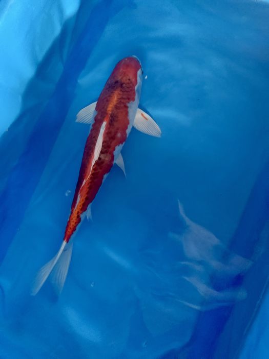 Oryginalne japońskie karpie koi