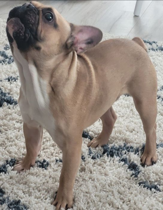 Reproduktor Buldog francuski.