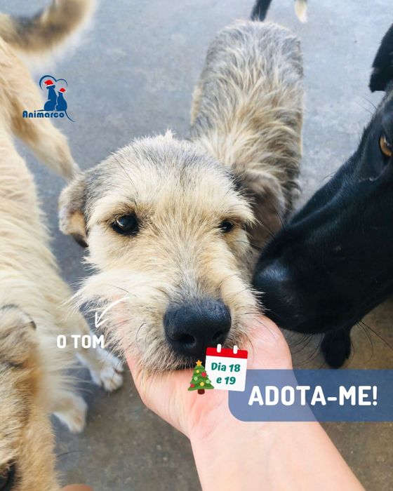 Tom - cao jovem porte grande