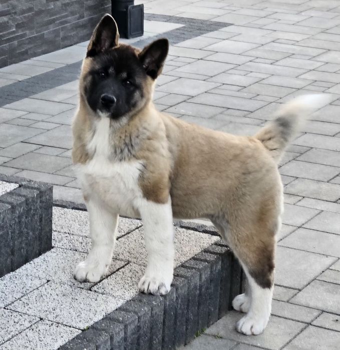 Akita Amerykańska Piesek
