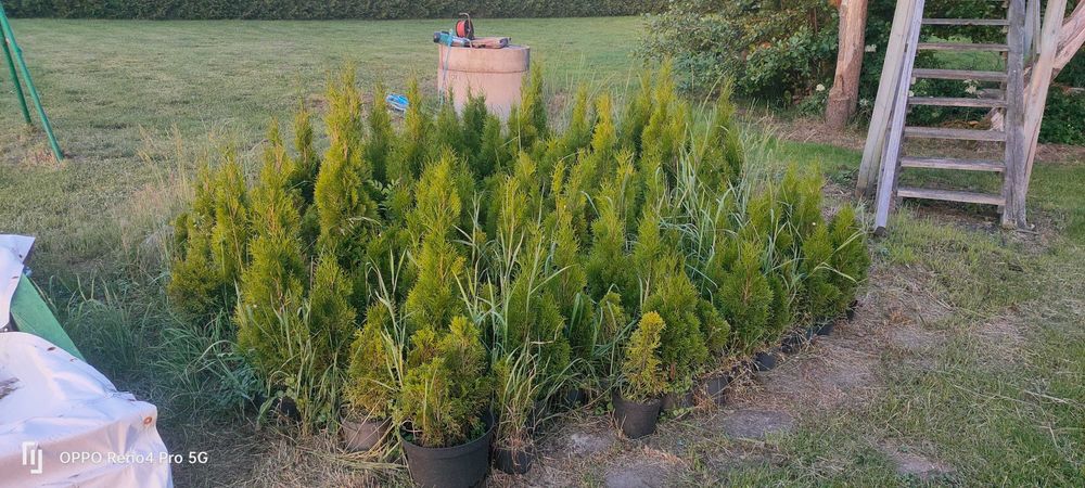 Tuja szmaragd Pyrzyce od 25 do 110cm