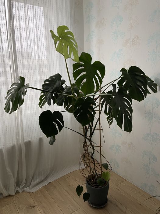 Мостера (Monstera)