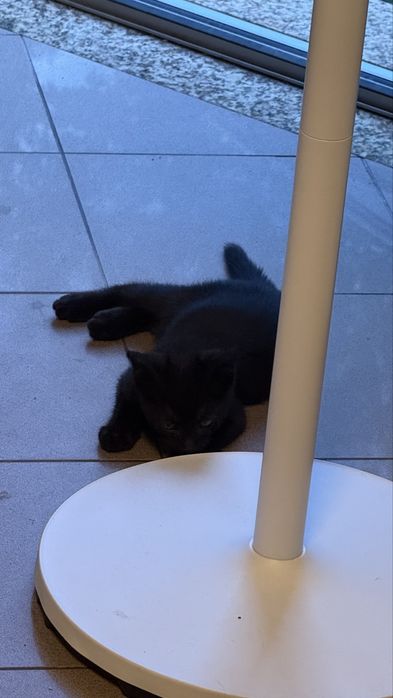 Da-se gatinhos bebes