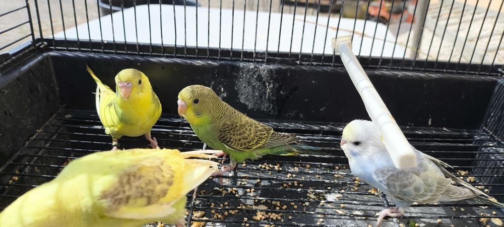 Periquitos australianos