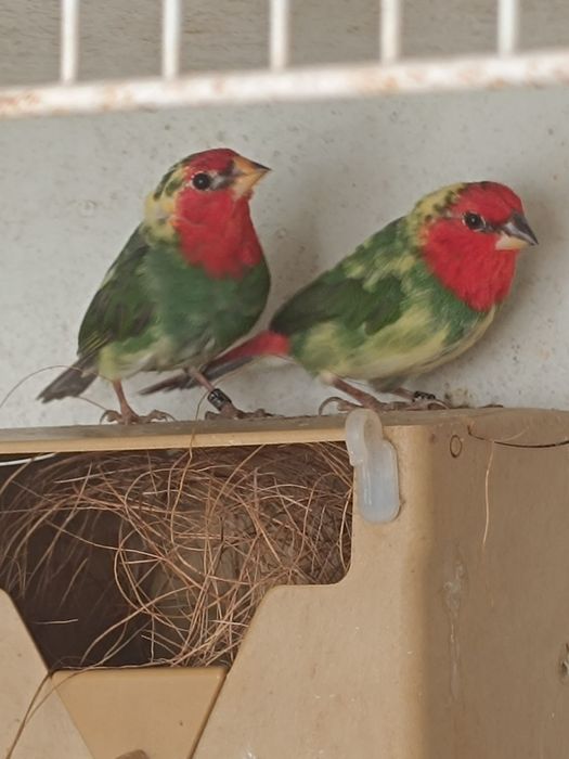 Goulds, e outros Exóticos