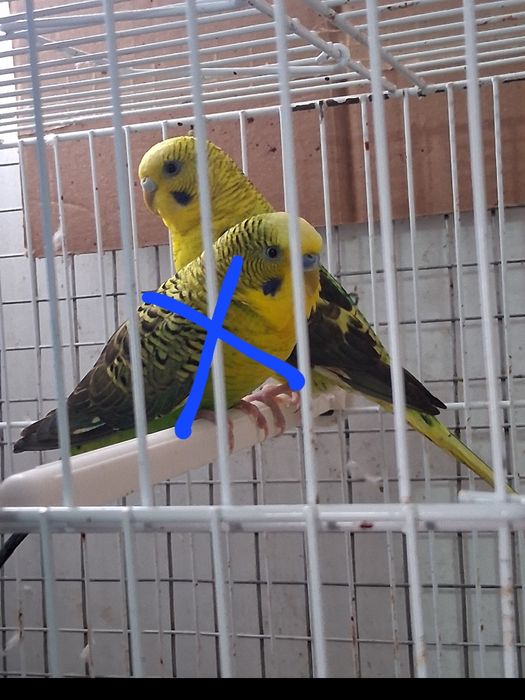 Casalinho de piriquitos asas negras e ninhos