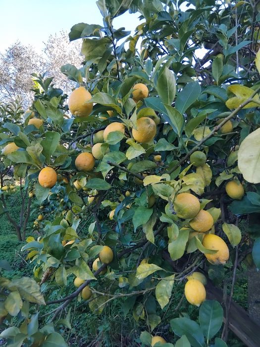Vendo limões  zona de Aveiro também se pode fazer entregas