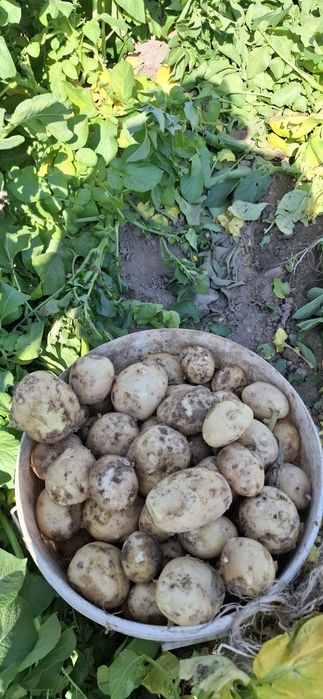 Młode ziemniaki Marabel     vineta  1,66 zł kilogram