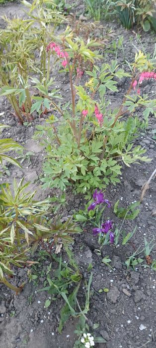 Продам квітку діцентру (розбите серце)