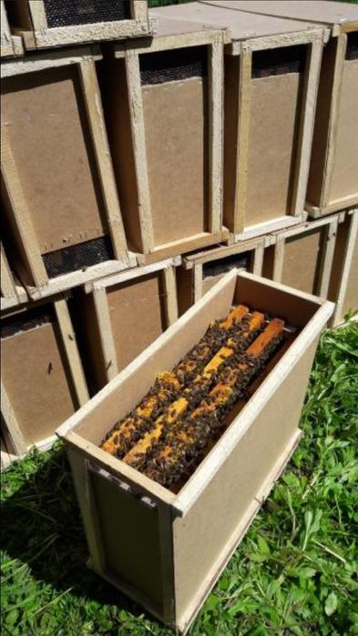 Пчелопакеты карпатка