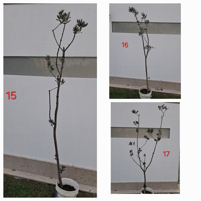 Oliveiras para jardim - vários tamanhos