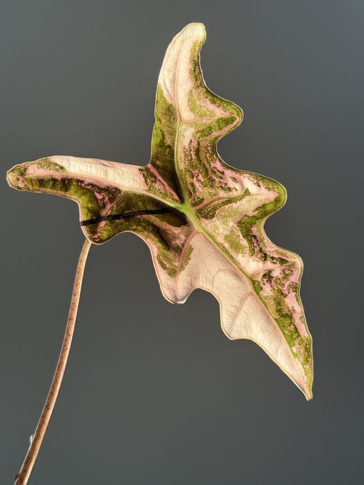 Alocasia nobilis pink