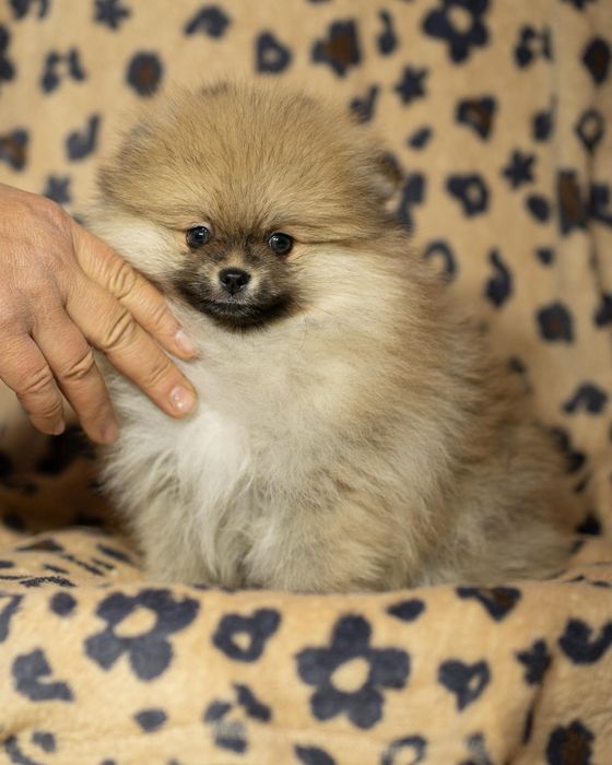 Pomeranian piesek typ misia,po bardzo małych rodzicach