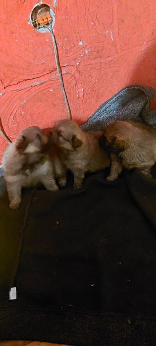 Oddam 3 suczki w dobre ręce