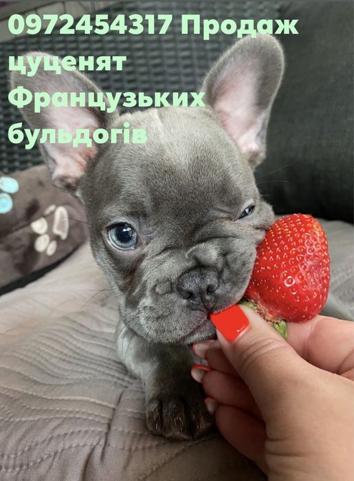 Французький бульдог