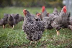 інкубаційне яйце м'ясояєчки української та імпортної