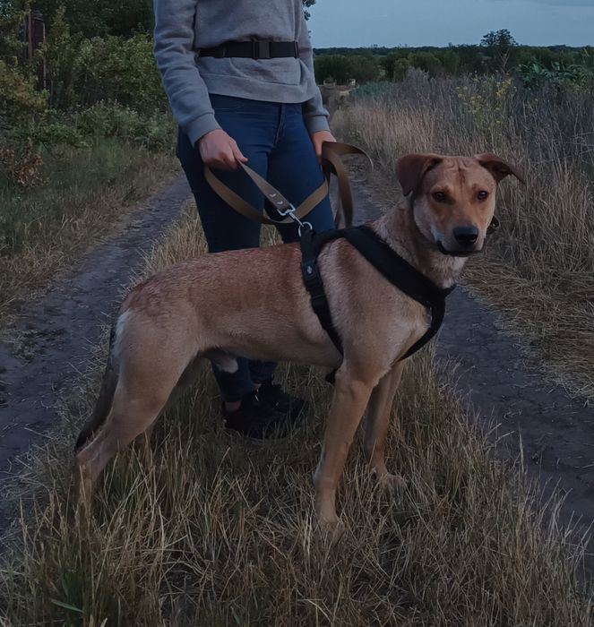 Віддам безкоштовно в добрі руки