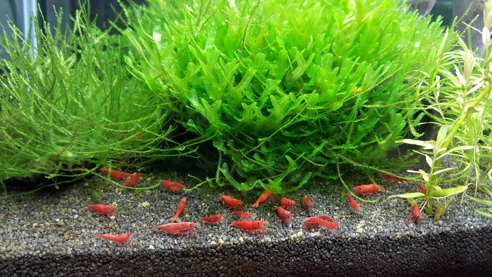Czarny żwirek, piasek kwarcowy do akwarium 2-3mm 1kg