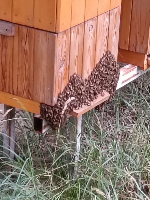 Pasieka idealna na początek