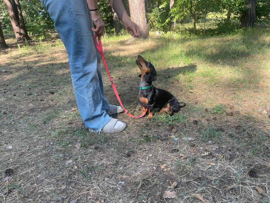 Кінолог . Дресирування собак любої породи