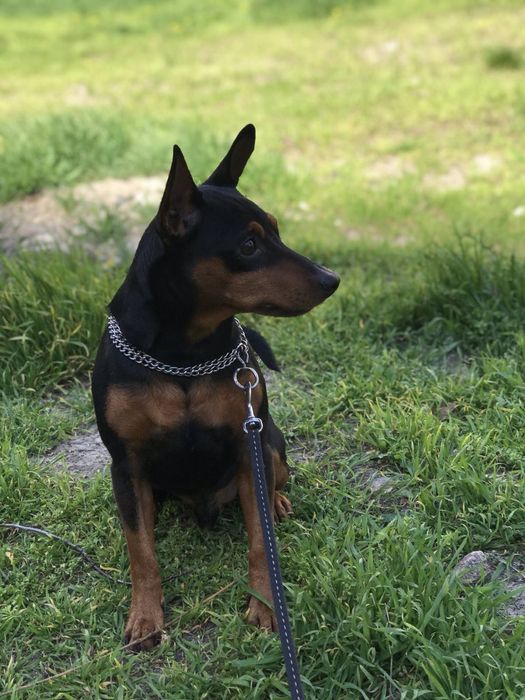 Цуценята цвєргпінчера