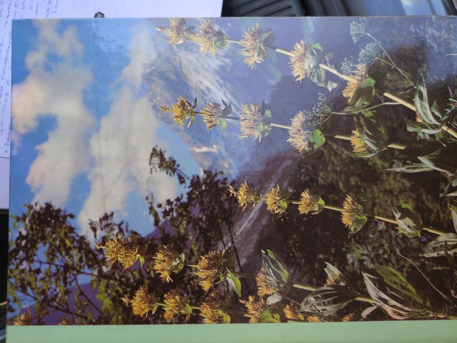 As plantas nossas amigas