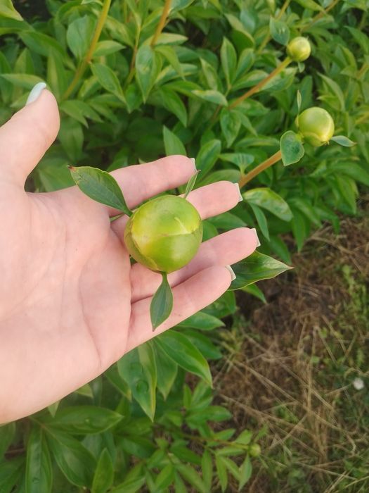 Пионы,букеты,цветы опт