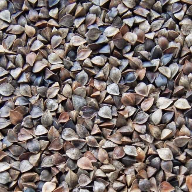 Gryka nasiona na poplon roślina miododajna 1kg