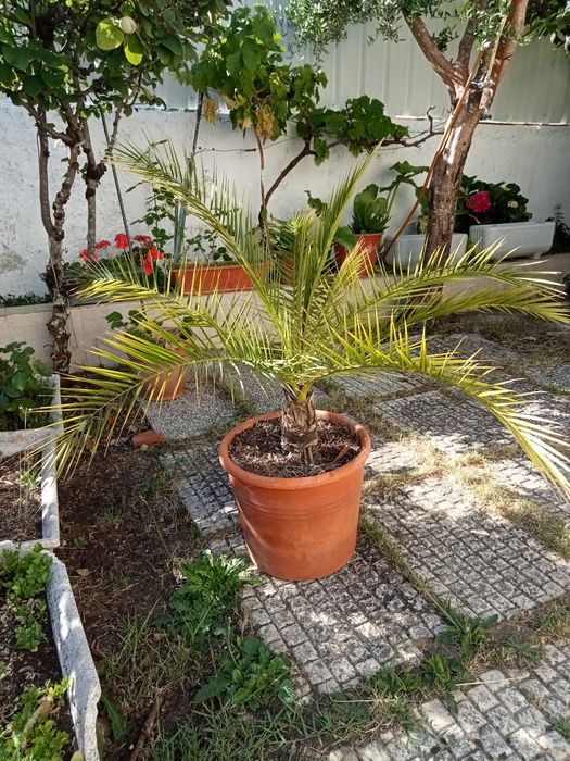 Palmeira muito bonita