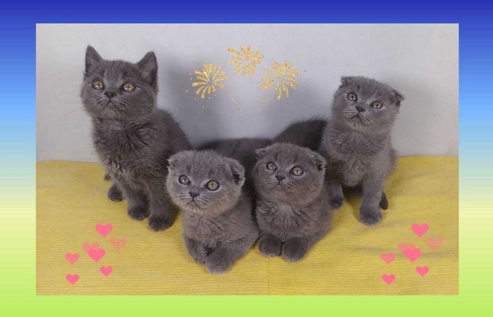 Котята Шотландской породы.