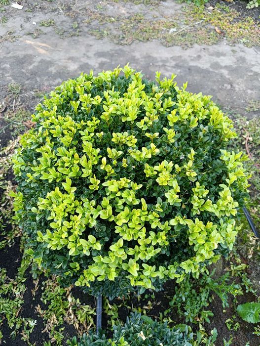 Самшит ШАР 50×50