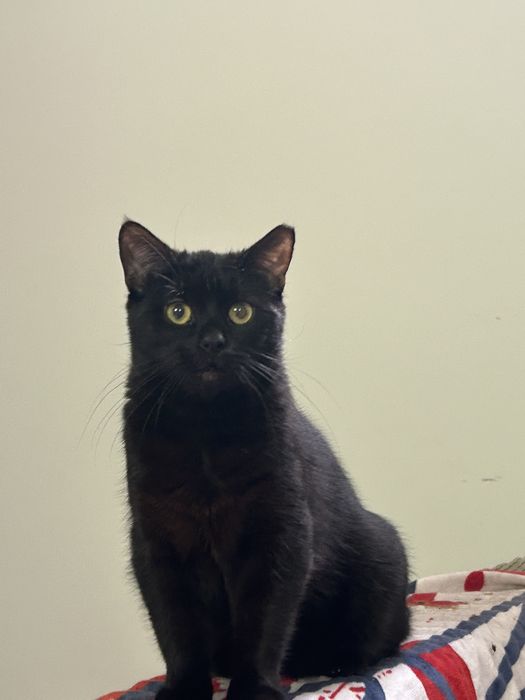 Kotka do adopcji