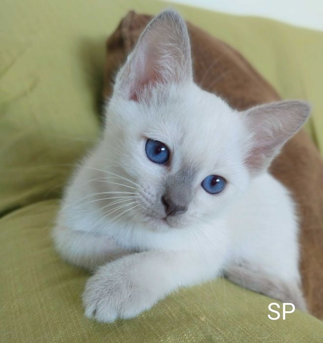 Котята тайские, истинные аристократы.